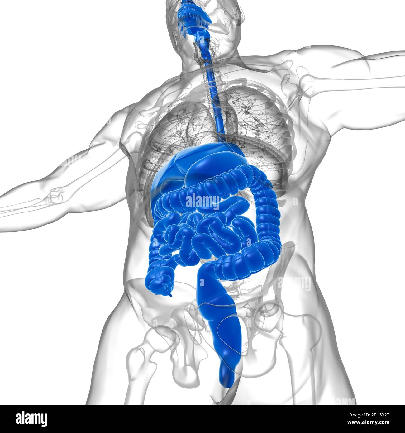 Digestive System Diagram Cut Out Stock Images & Pictures - Alamy