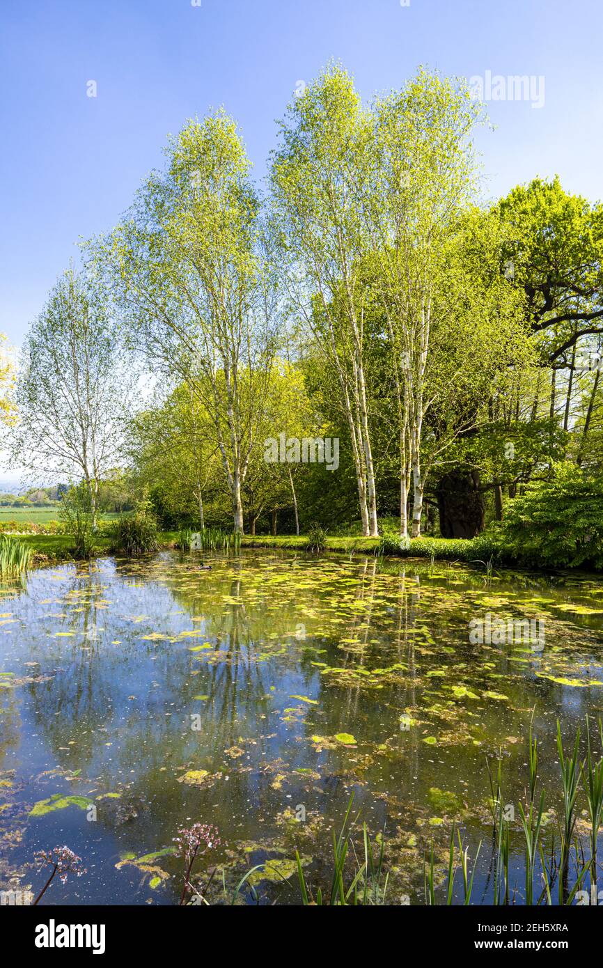 Silver birch trees beside a pond in springtime at Little Malvern, Worcestershire UK Stock Photo