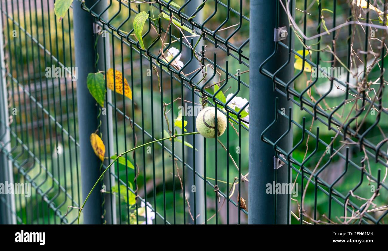 Tennis ball stuck in chainlink fence. A green tennis ball stuck in the