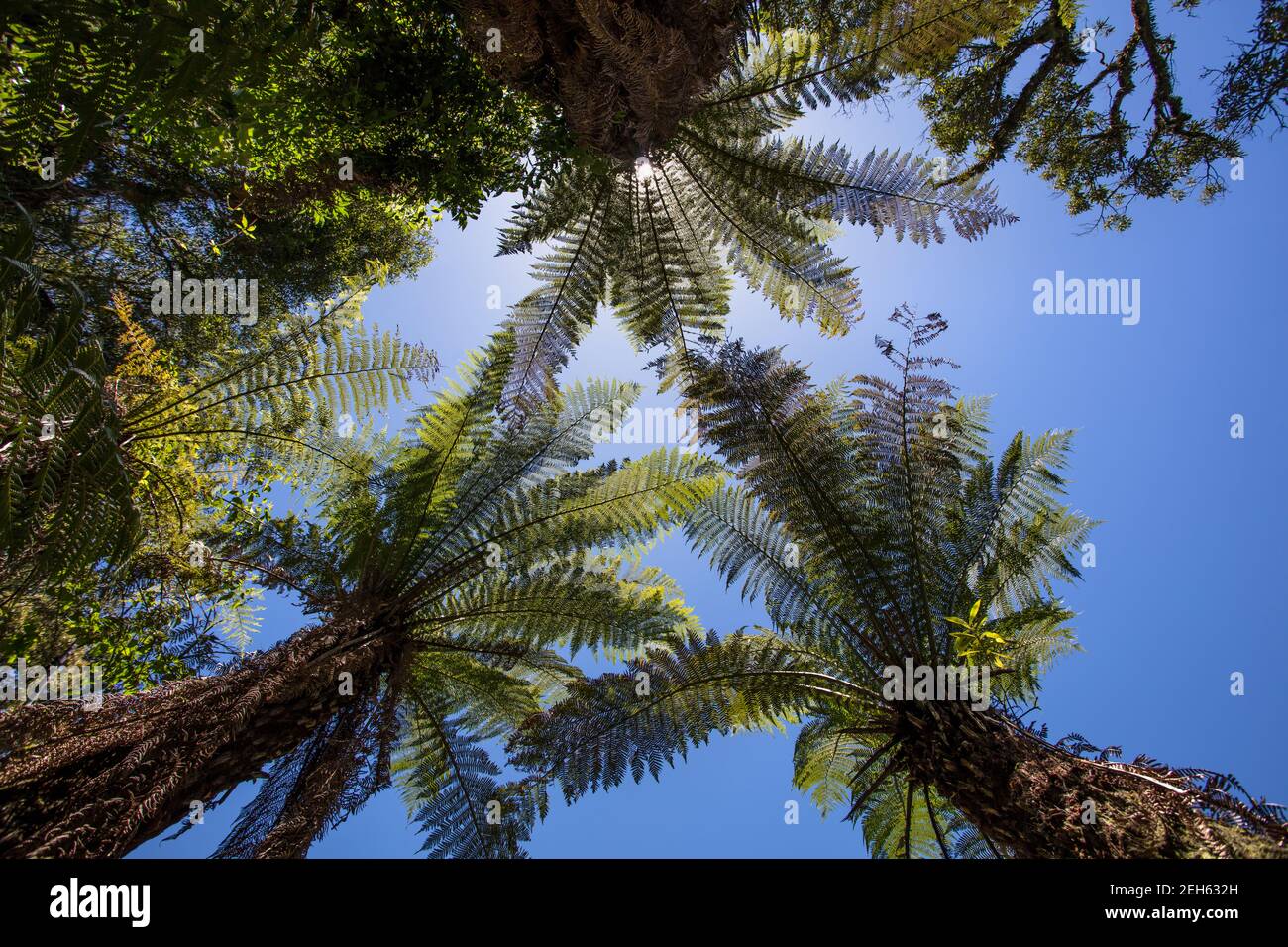 Low angle shot of tropical palm trees in a subtropical forest in Brazil Stock Photo Alamy