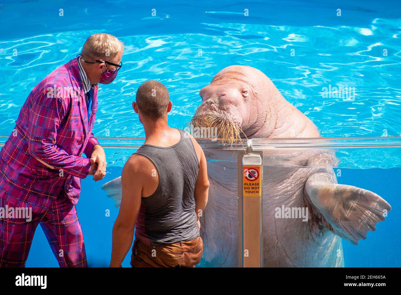 Orlando, Florida. November 30, 2020. Elephant seal in Sea Lion High The New Class at Seaworld (2 Stock Photo - Alamy Orlando, Florida. November 30, 2020. Elephant seal in Sea Lion High The New Class at Seaworld (2 Stock Photo - Alamy