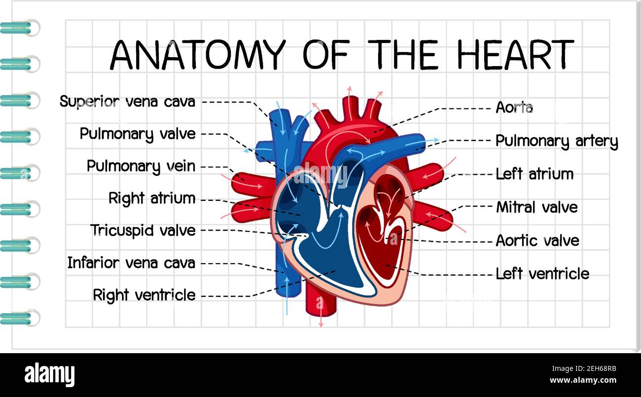 Heart anatomy