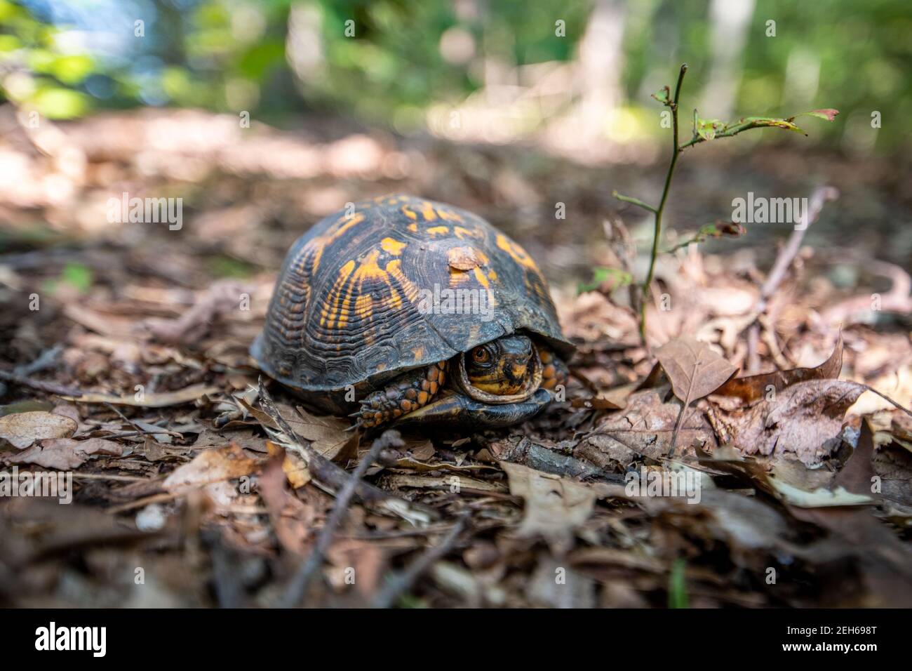 Turtle sticks hi-res stock photography and images - Alamy