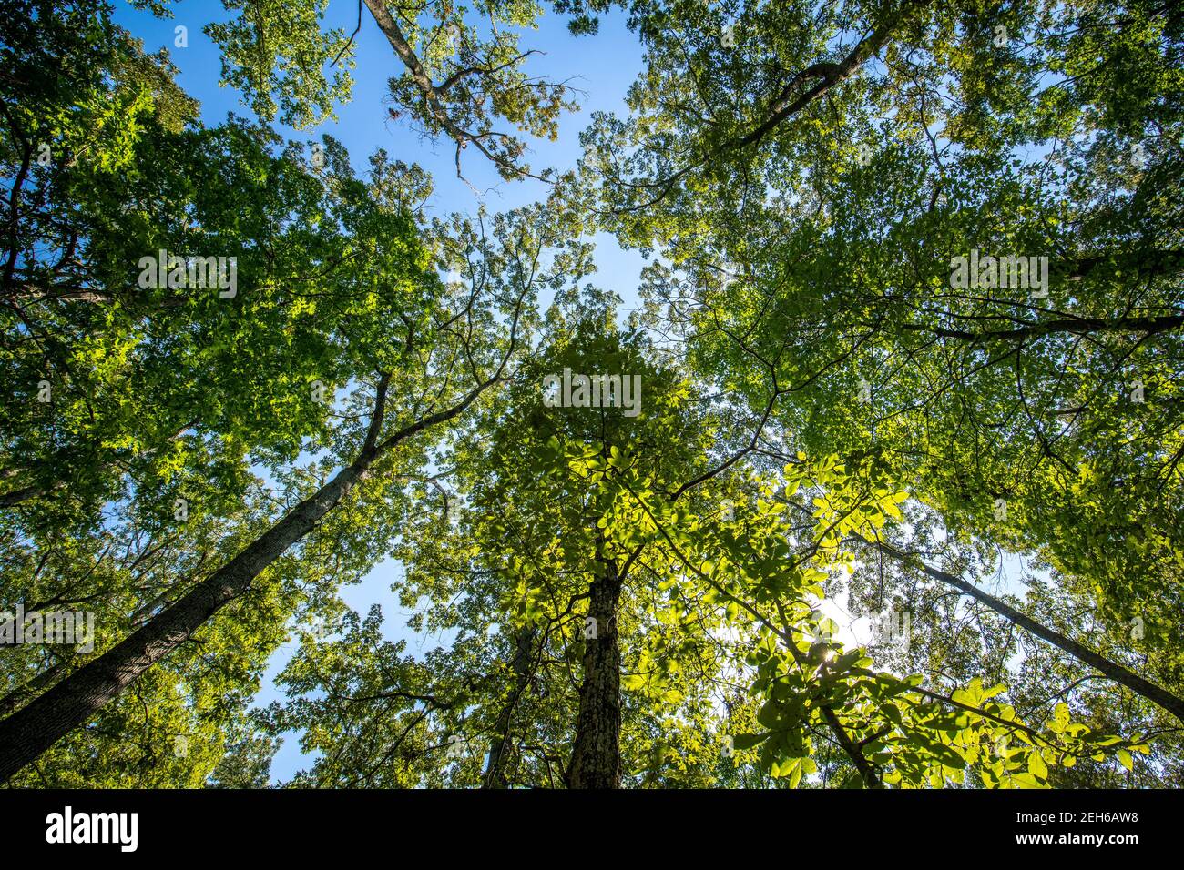 Looking up at tree canopy in forest,  Nanjemoy, MD Stock Photo