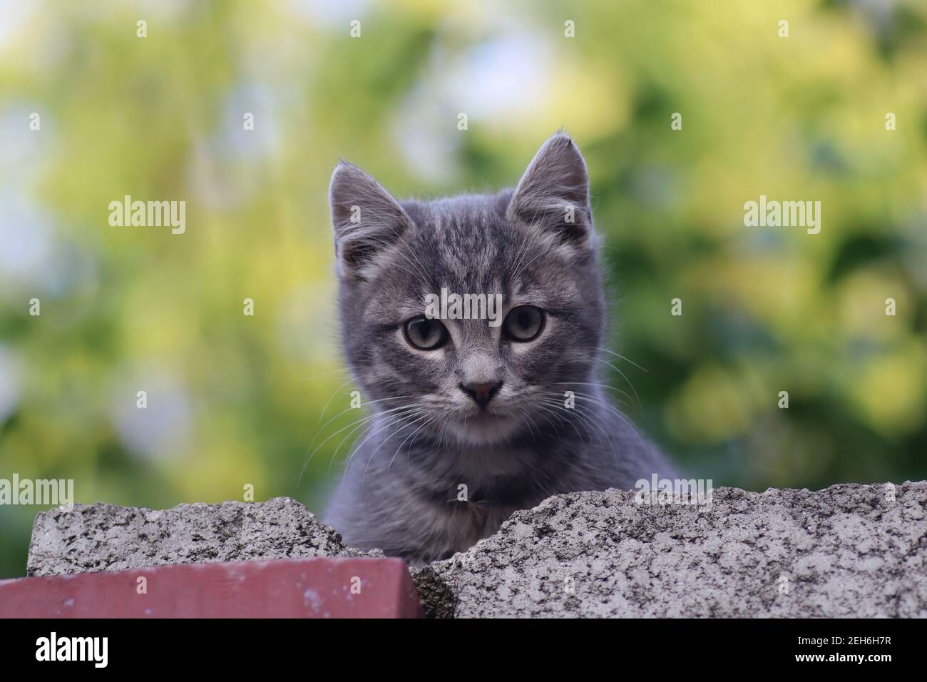 the muzzle of a gray cat on the fence, the cat looks out from above Stock Photo