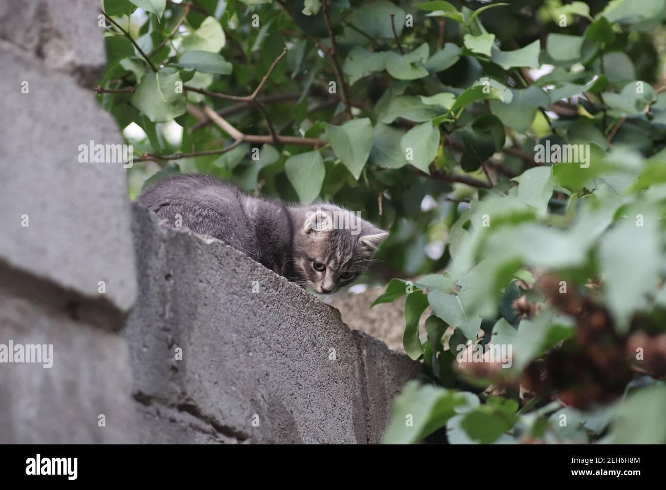 the muzzle of a gray cat on the fence, the cat looks out from above Stock Photo