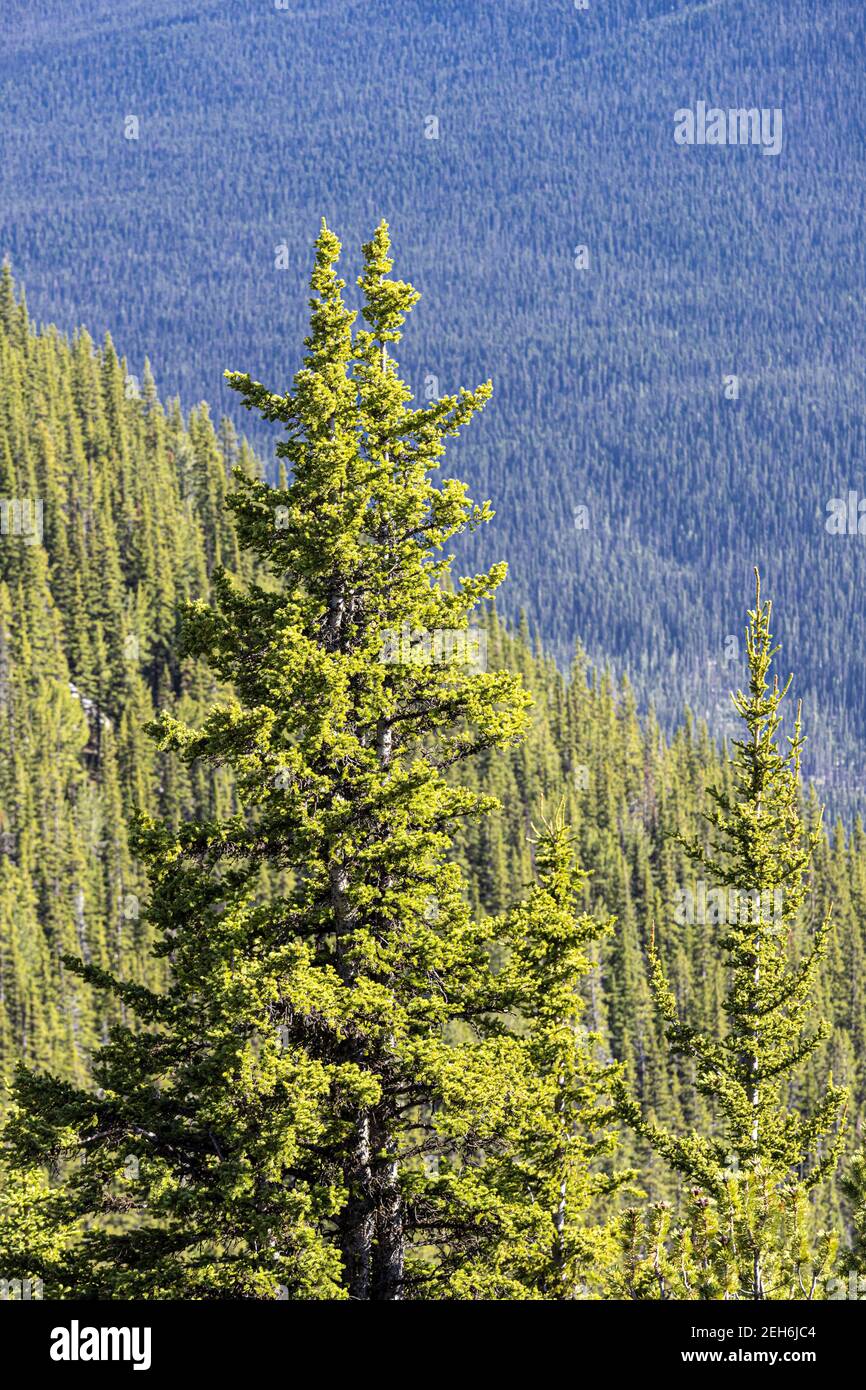 Fir trees on Sulphur Mountain in the Rocky Mountains, Banff, Alberta, Canada Stock Photo