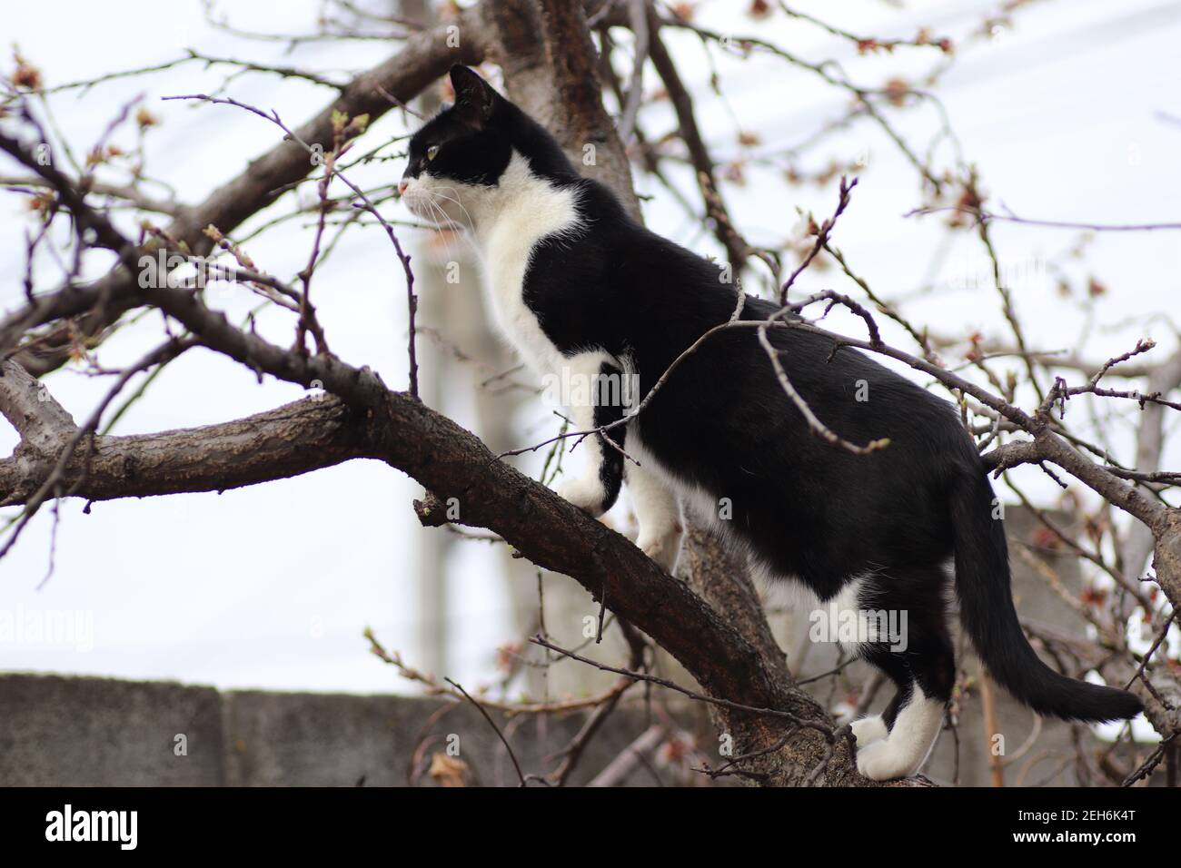 black and white cat climbed a flowering tree Stock Photo - Alamy