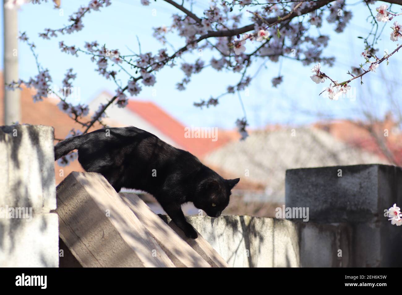black cat on a fence under a flowering tree Stock Photo - Alamy