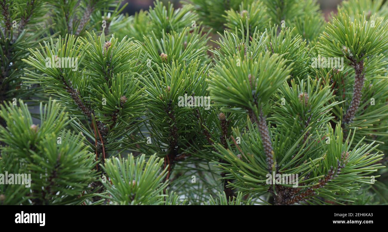 Branches Pinus mugo. Pinus mugo Pumilio Pinaceae Stock Photo
