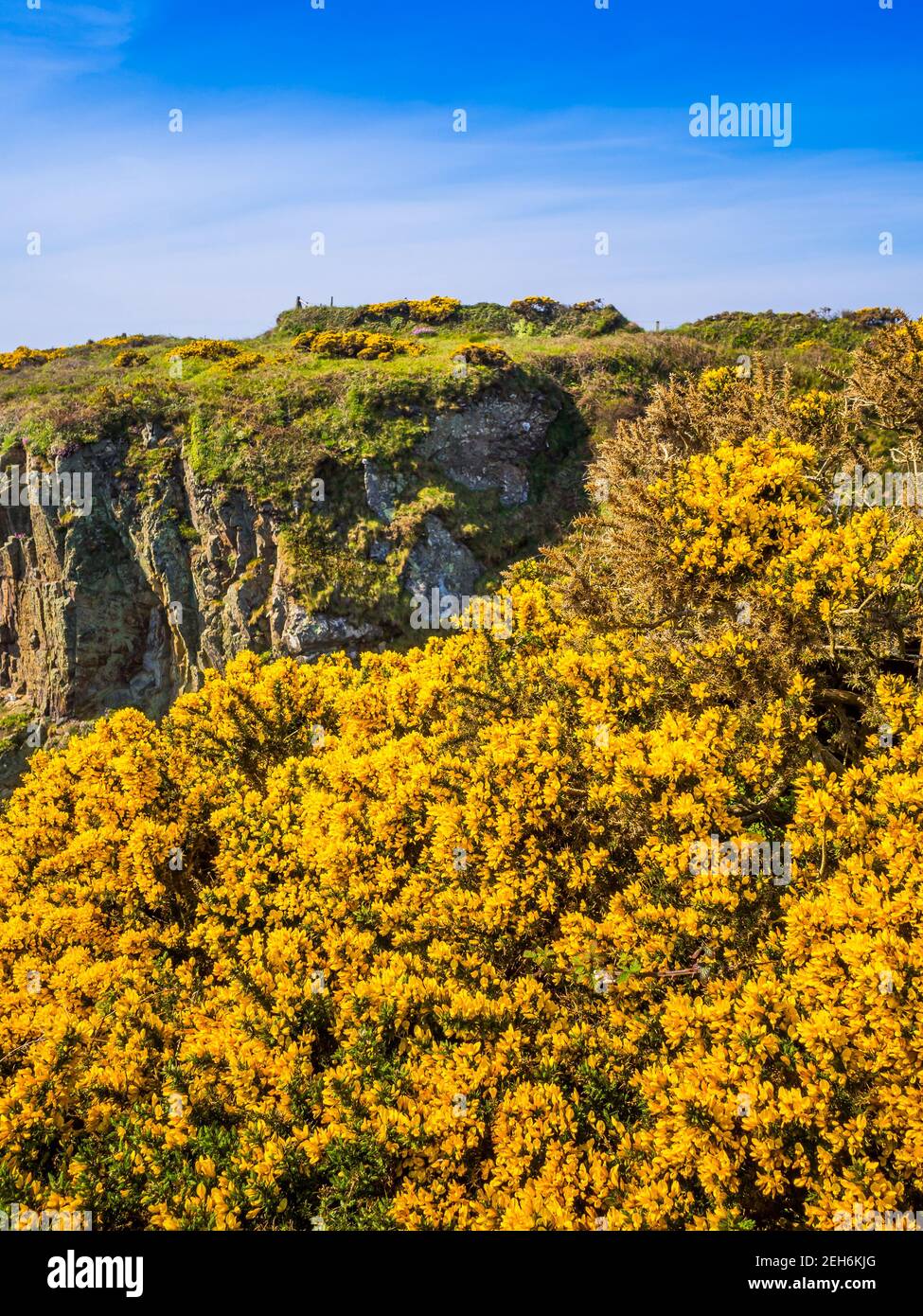 Brilliant golden gorse on the cliff tops at St Non's Bay near St Davids in West Wales. Stock Photo