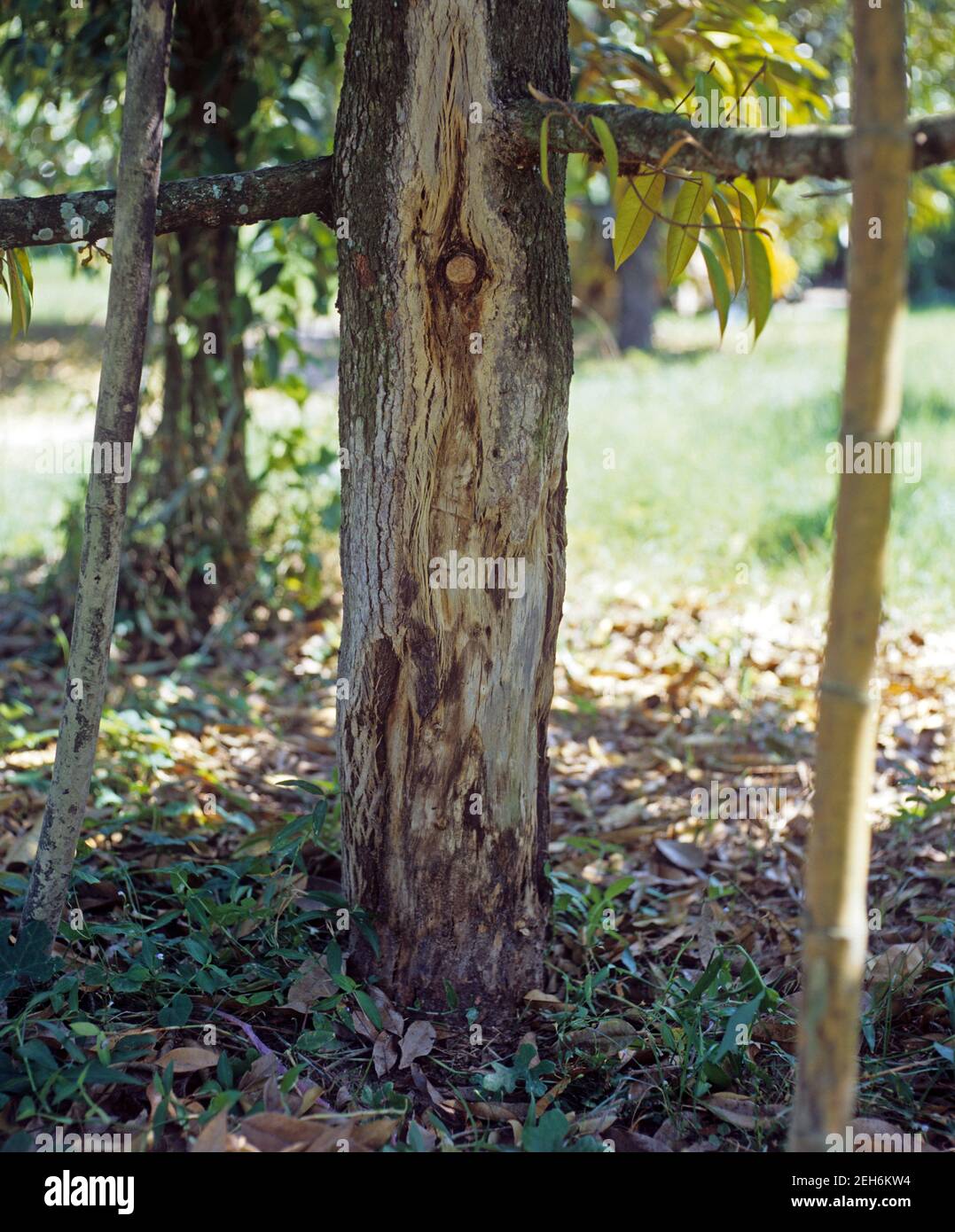 Root rot (Phytophthora cinnamoni) damage to to the base of the trunk of a durian tree in a plantation, Thailand Stock Photo