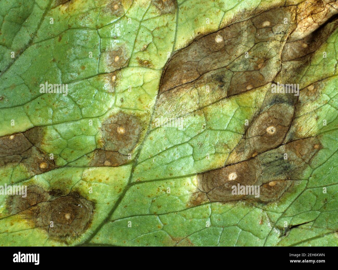Leaf spot (Cercospora lactucae-sativae) necrotic 'eye-spot' leaf lesions on lettuce, Thailand Stock Photo