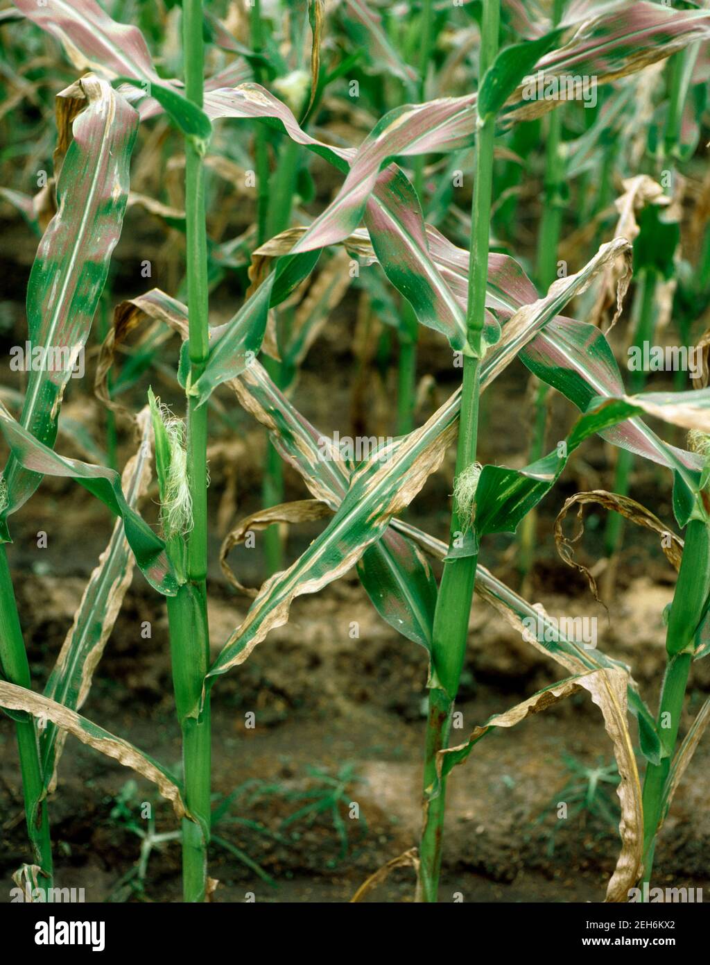 Northern corn leaf blight (Setosphaeria turcica) severe lesions on maize / corn crop,  Thailand Stock Photo