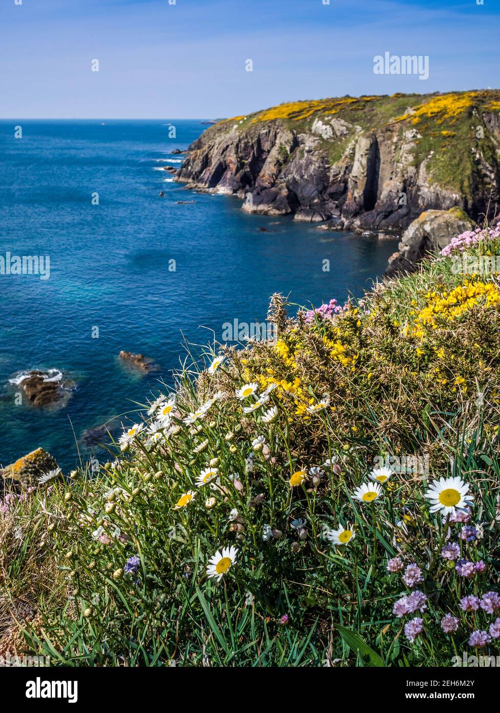 Sea pink flower, daisies and yellow gorse blooming on the cliff tops above St Non's Bay near St Davids in West Wales, reputedly the birthplace of St D Stock Photo