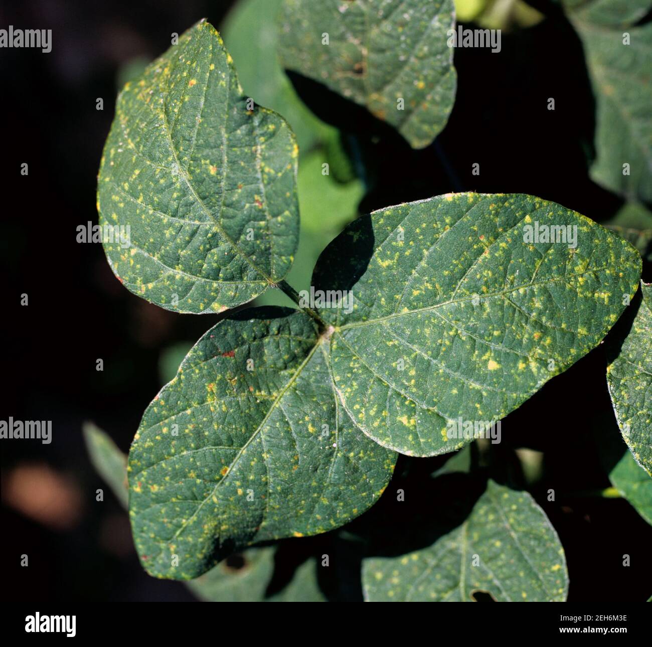 Downy mildew (Peronospora manshurica) disease lesions on on the upper surface of a soyabean leaf, Thailand Stock Photo
