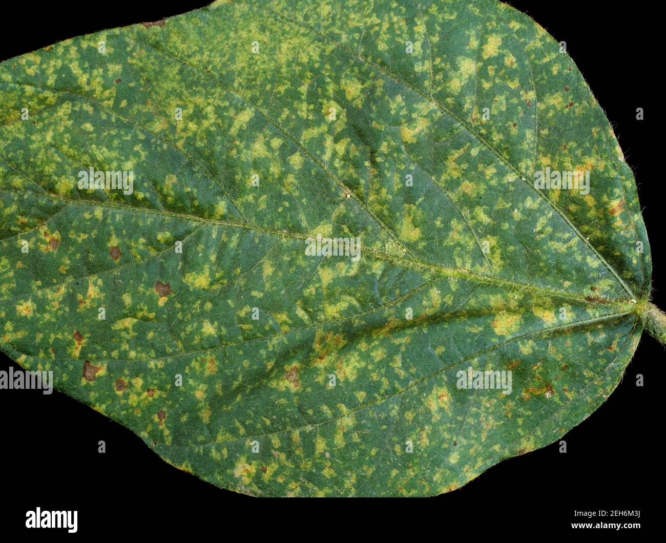 Downy mildew (Peronospora manshurica) disease lesions on on the upper surface of a soyabean leaf, Thailand Stock Photo