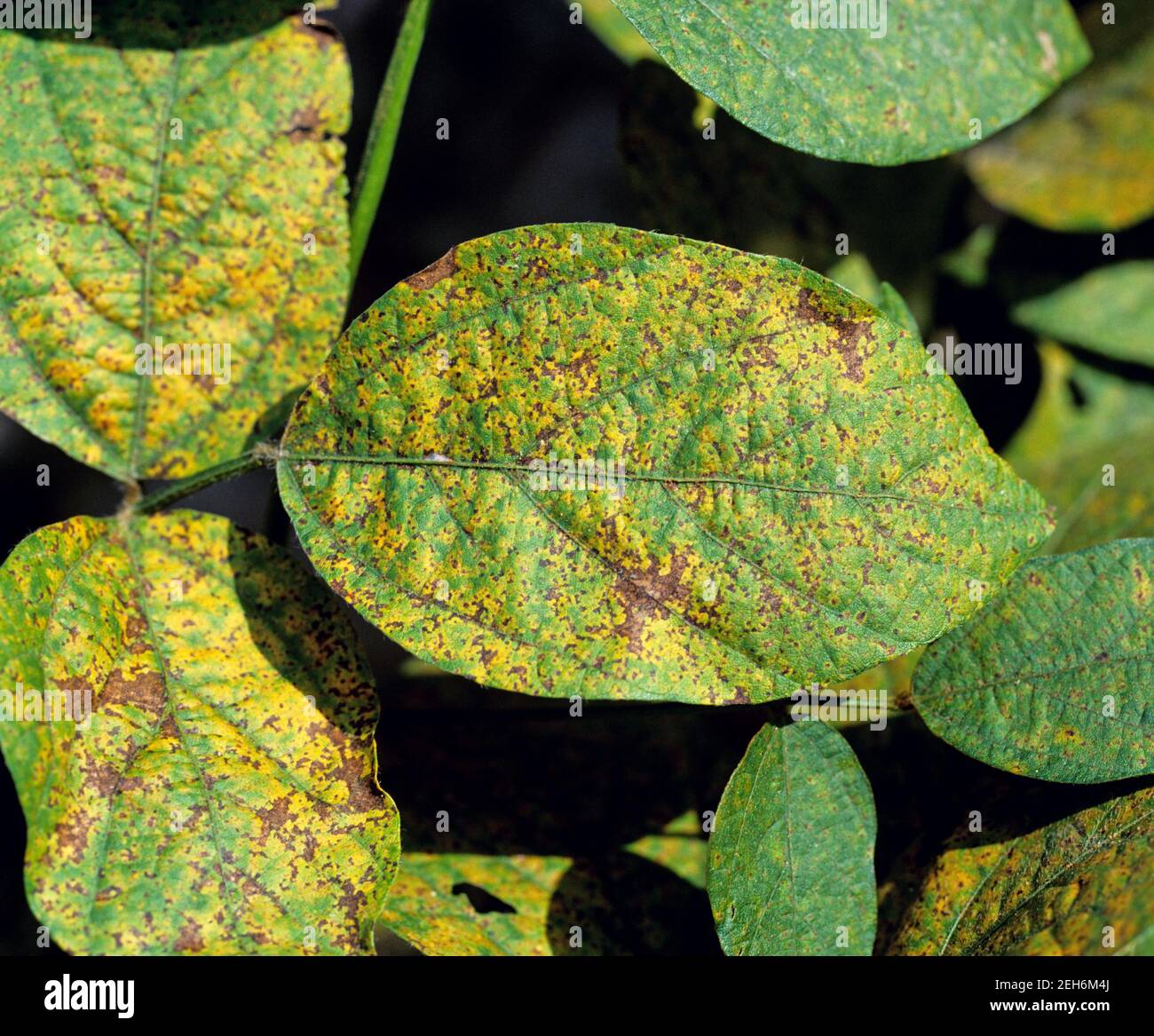 Asian soybean rust (Phakopsora pachyrizi) pustules on the under surface of a soybean leaf, Thailand Stock Photo