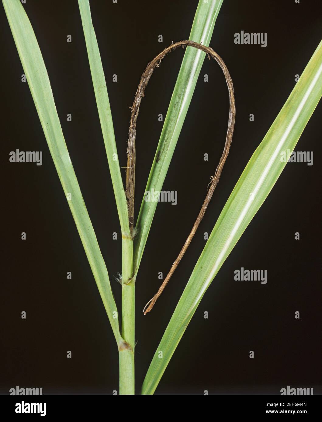 Sugarcane smut (Sporisorium scitamineum) 'smut-whip' tassel or culmicolous outgrowth on a sugar cane plant, Thailand Stock Photo