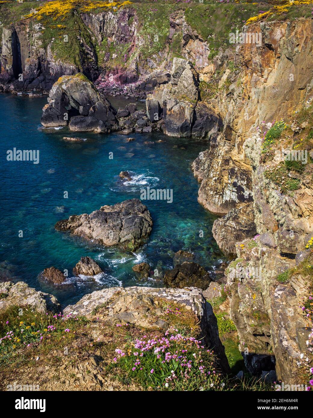 St Non's Bay in Pembrokeshire reputed to be the birthplace of St David. Sea Pink flowers grow on the cliffs. Stock Photo