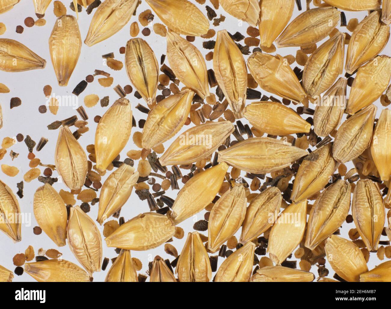 Various annual broad-leaved weed seeds collected at harvest and contaminating barley cereal grain Stock Photo