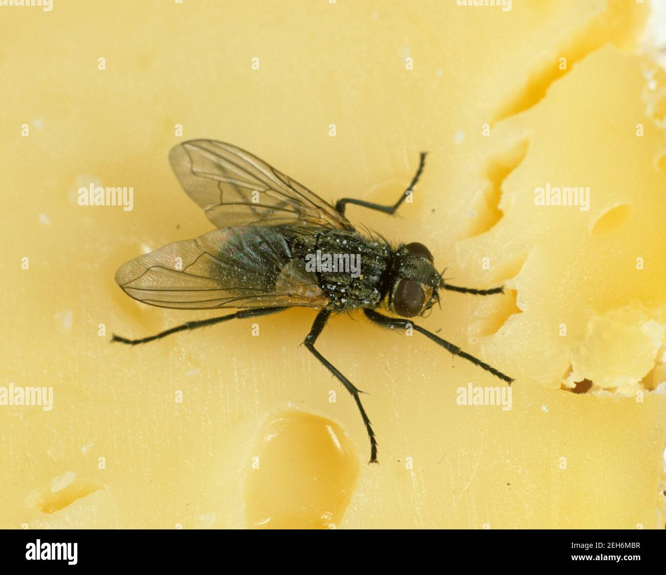House fly (Musca domestica) adult public health pest on cheese, kitchen hygiene Stock Photo