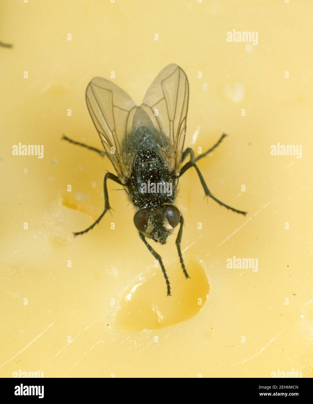 House fly (Musca domestica) adult public health pest on cheese, kitchen hygiene Stock Photo