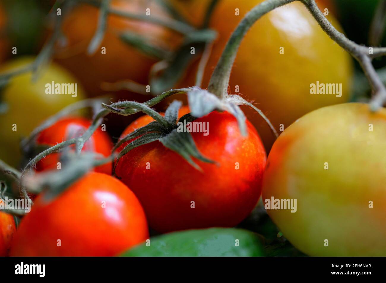 Close up food still-life of red and green tomatoes on the vine Stock ...