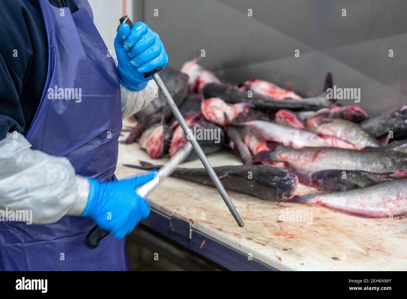 Worker sharpening knives at seafood packing plant, Jessup, MD Stock Photo