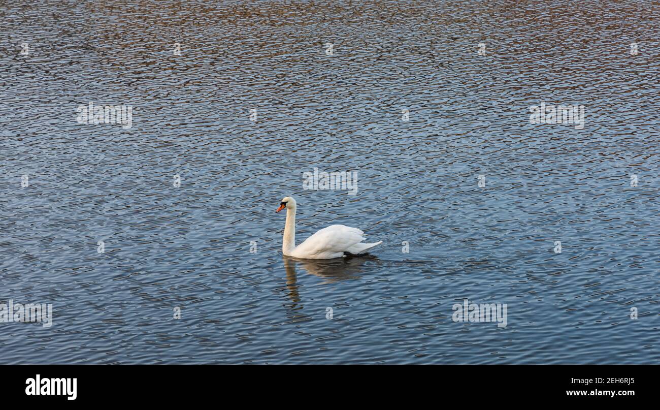 Big white swan swimming on river Stock Photo Alamy