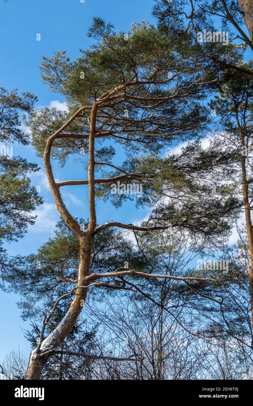 Wind Blowing Pine Trees