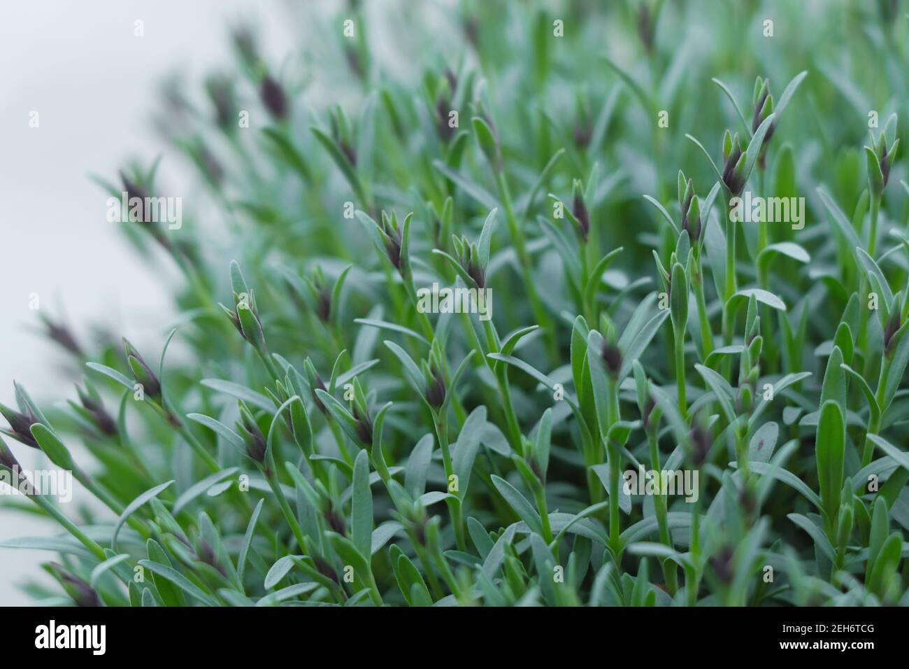 Cultivate garden flowers Dianthus alpinus pink. Garden flowers Dianthus alpinus pink. Dianthus webbianus Stock Photo