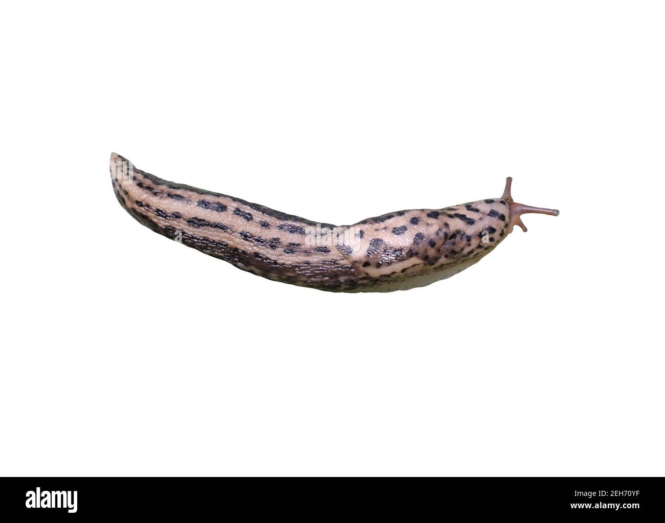 Grey garden slug Cut Out Stock Images & Pictures - Alamy