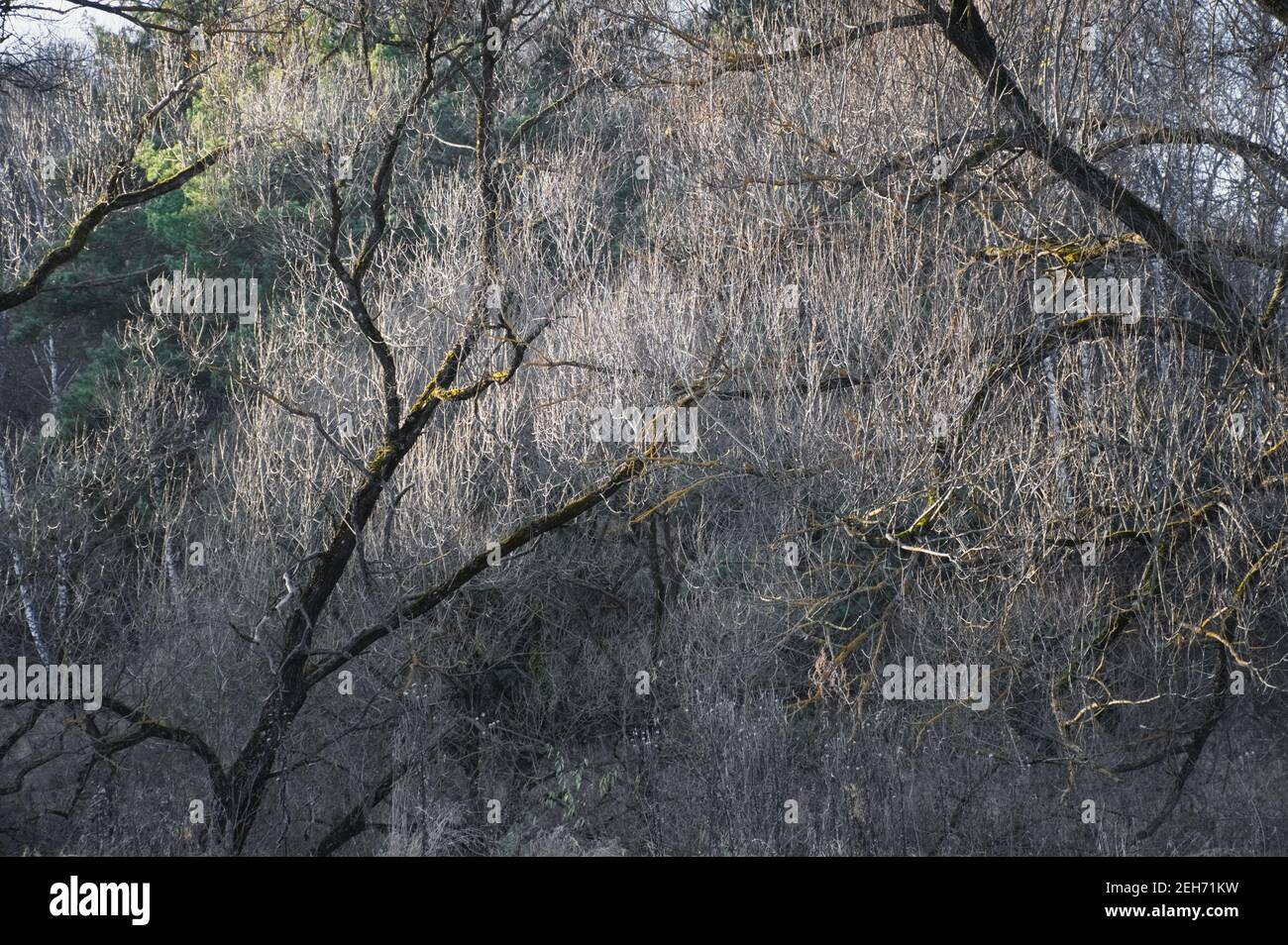 Solar light strings hi-res stock photography and images - Alamy