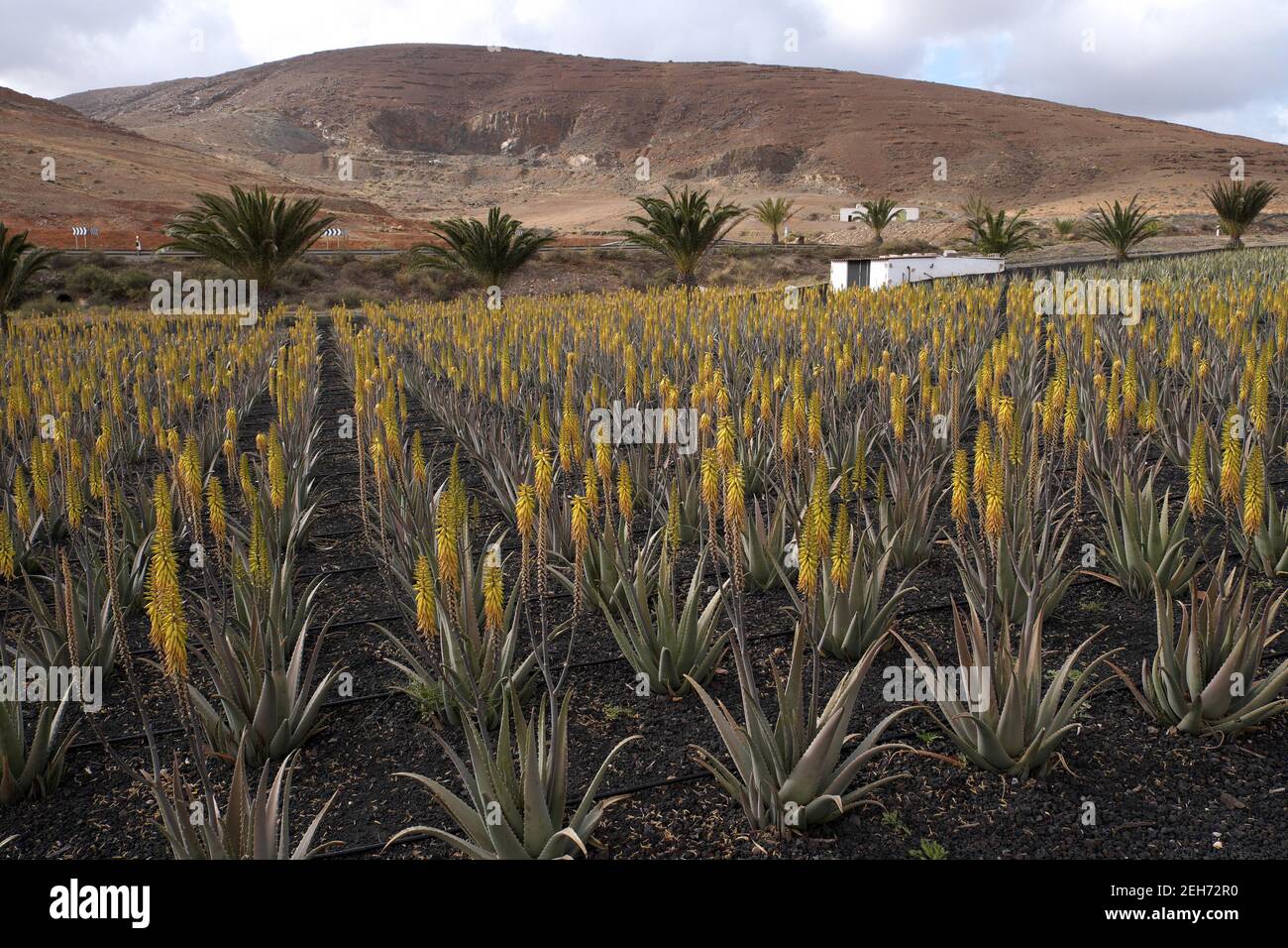 Aloe Vera farm, Fuerteventura, Canary Islands, Spain Stock Photo - Alamy