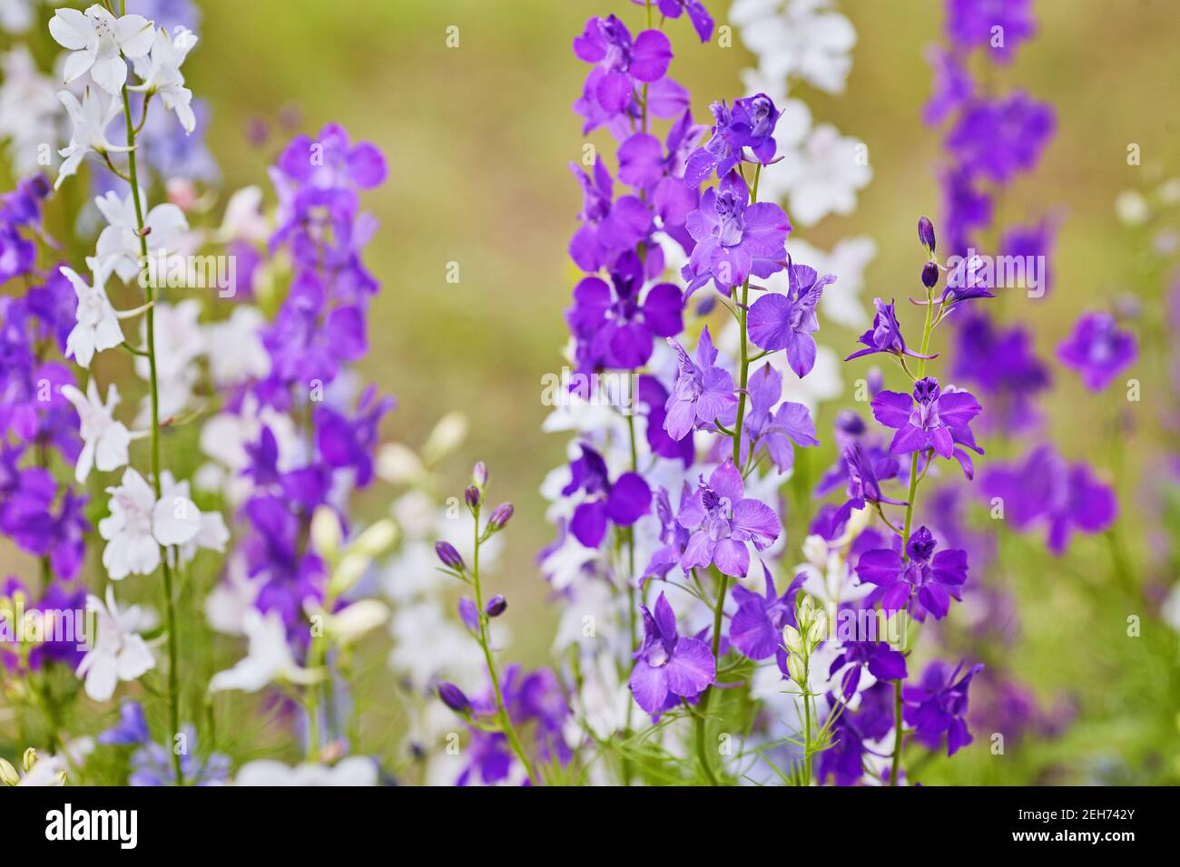 Delphinium,Candle Delphinium,many beautiful purple and blue flowers  blooming in the garden,English Larkspur,Tall Larkspur Stock Photo - Alamy