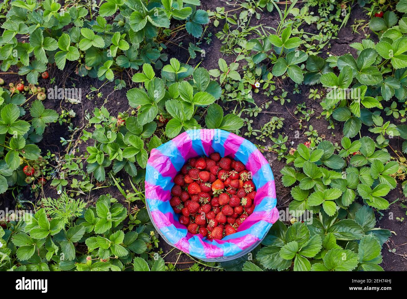 a bucket of strawberries, just picked from the garden Stock Photo - Alamy