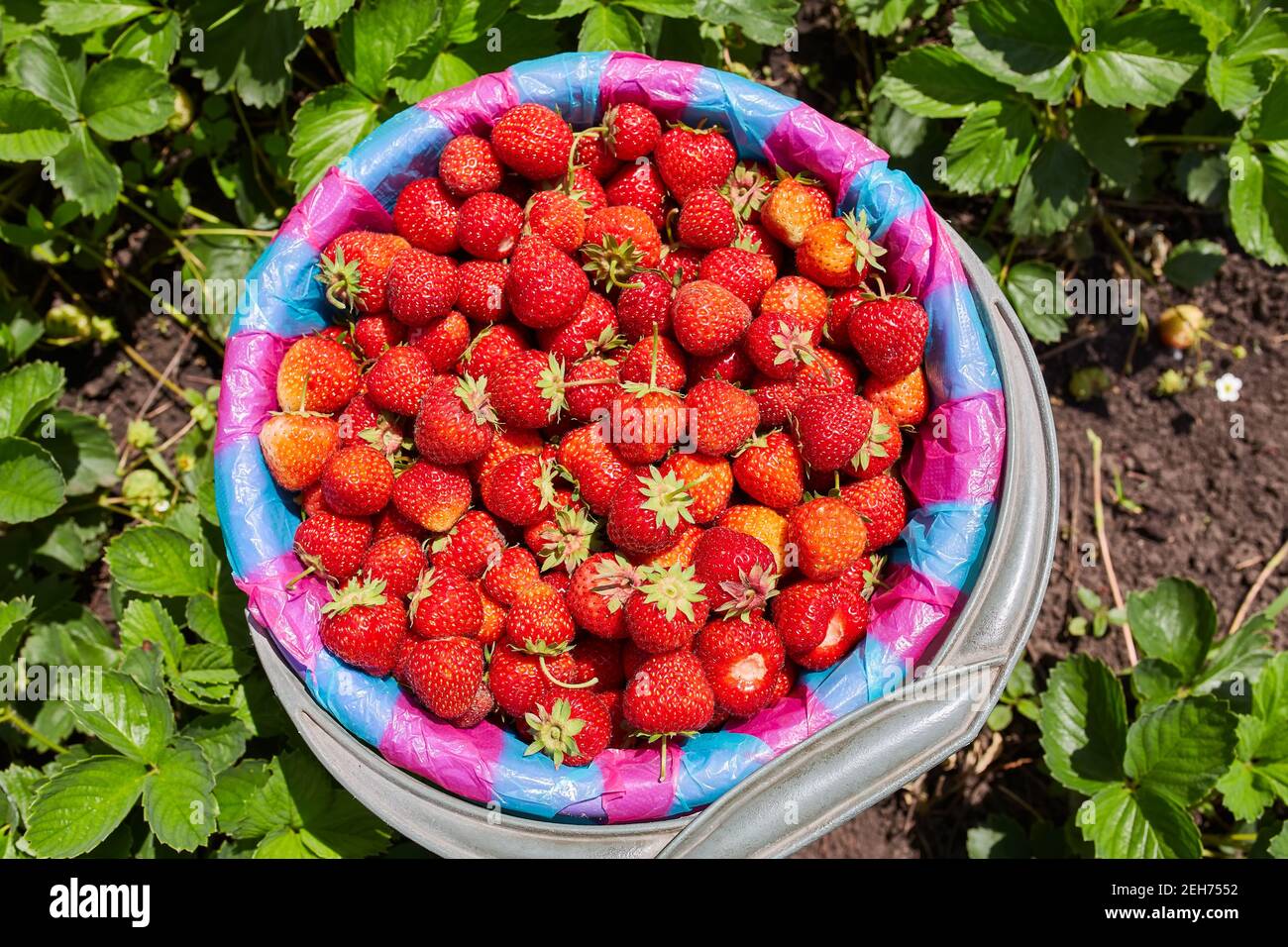 a bucket of strawberries, just picked from the garden Stock Photo - Alamy