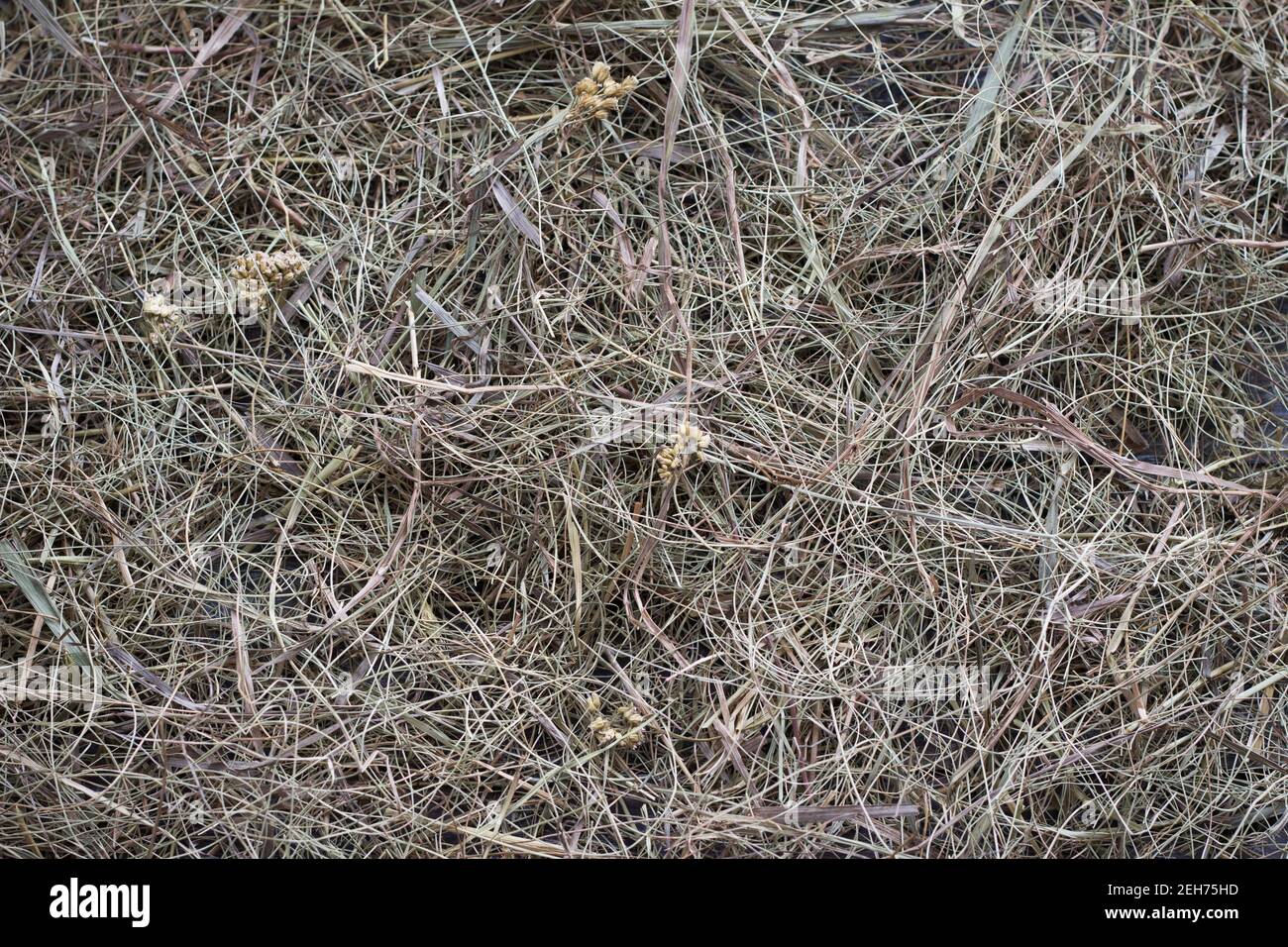 Grass straw heap hi-res stock photography and images - Alamy