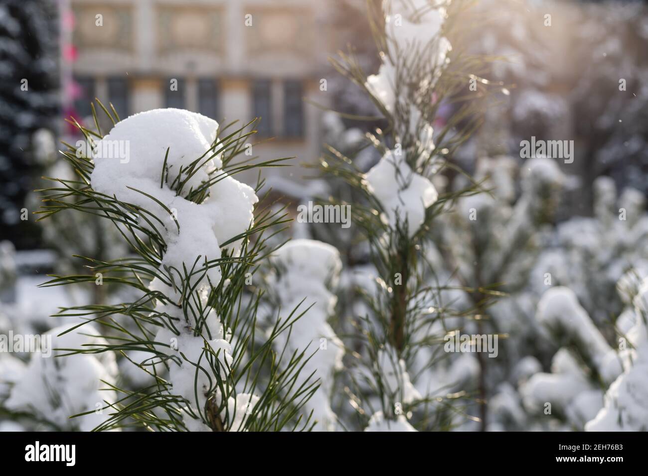 a pine tree branch covered in deep snow Stock Photo - Alamy