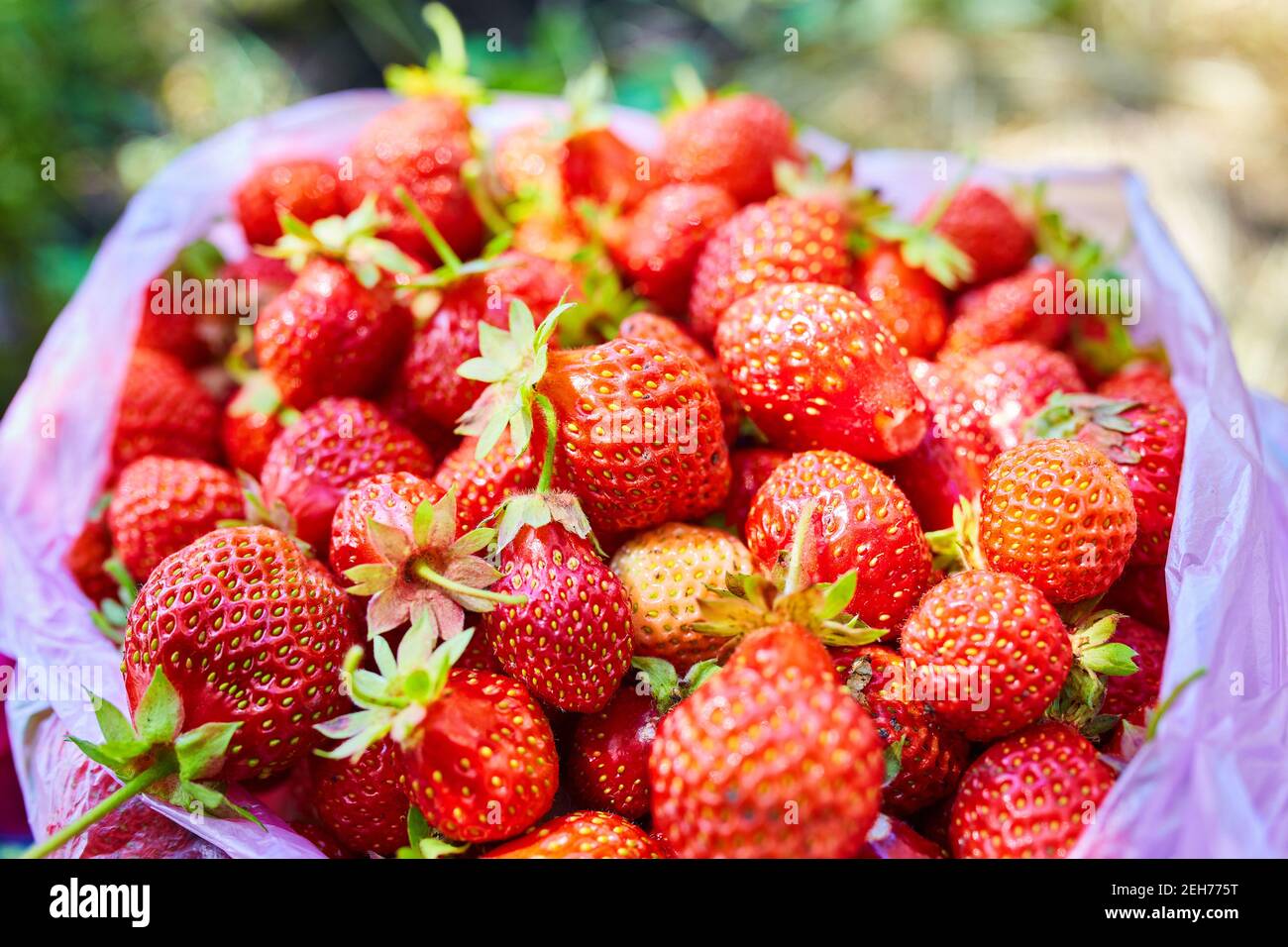 a bucket of strawberries, just picked from the garden Stock Photo - Alamy