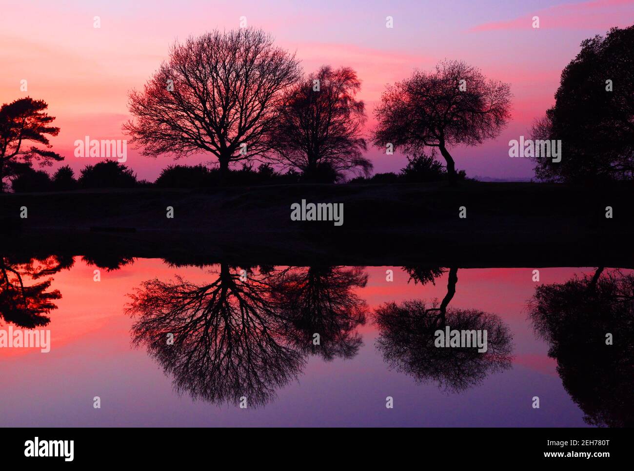 Three trees silhouetted with reflections at sunset with pink and purple sky. Setley Pond, the New Forest. Stock Photo