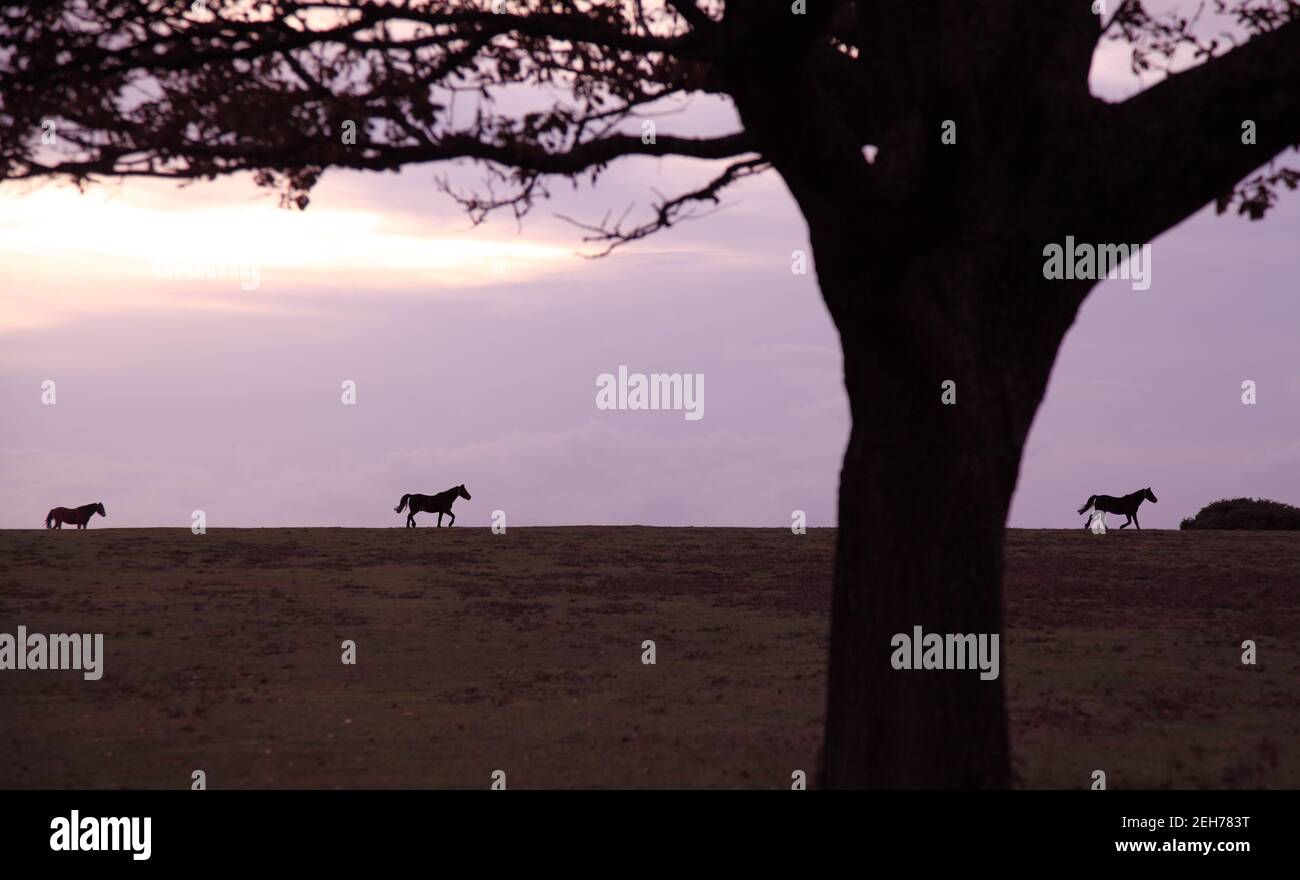 Wild trotting ponies silhouetted, or wild horses in silhouette at the New Forest National Park, Hampshire Stock Photo