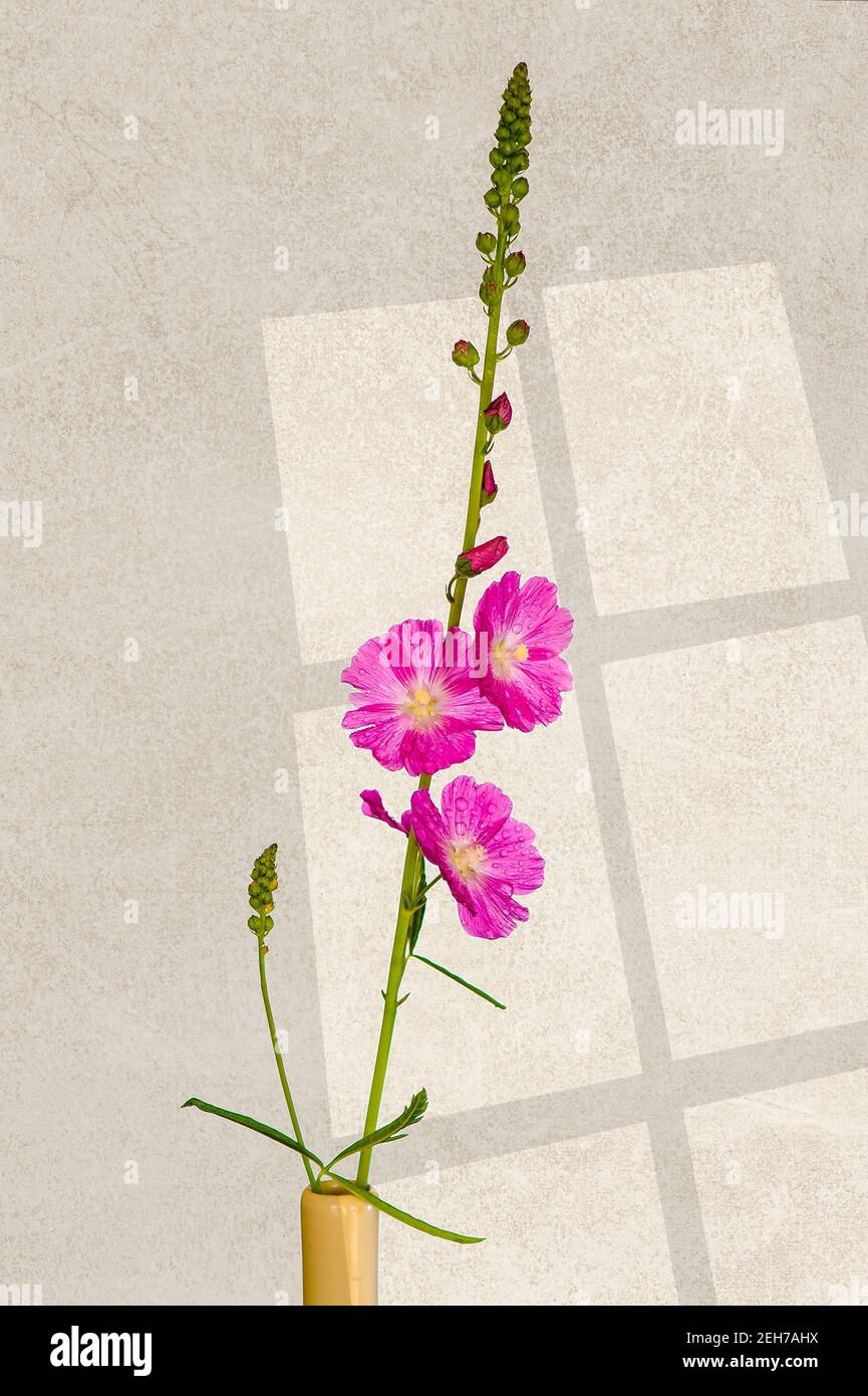 Sidalcea is a member of the Malvaceae family an is also known as Prairie Mallow.  With textured background lit by a nice window. Stock Photo