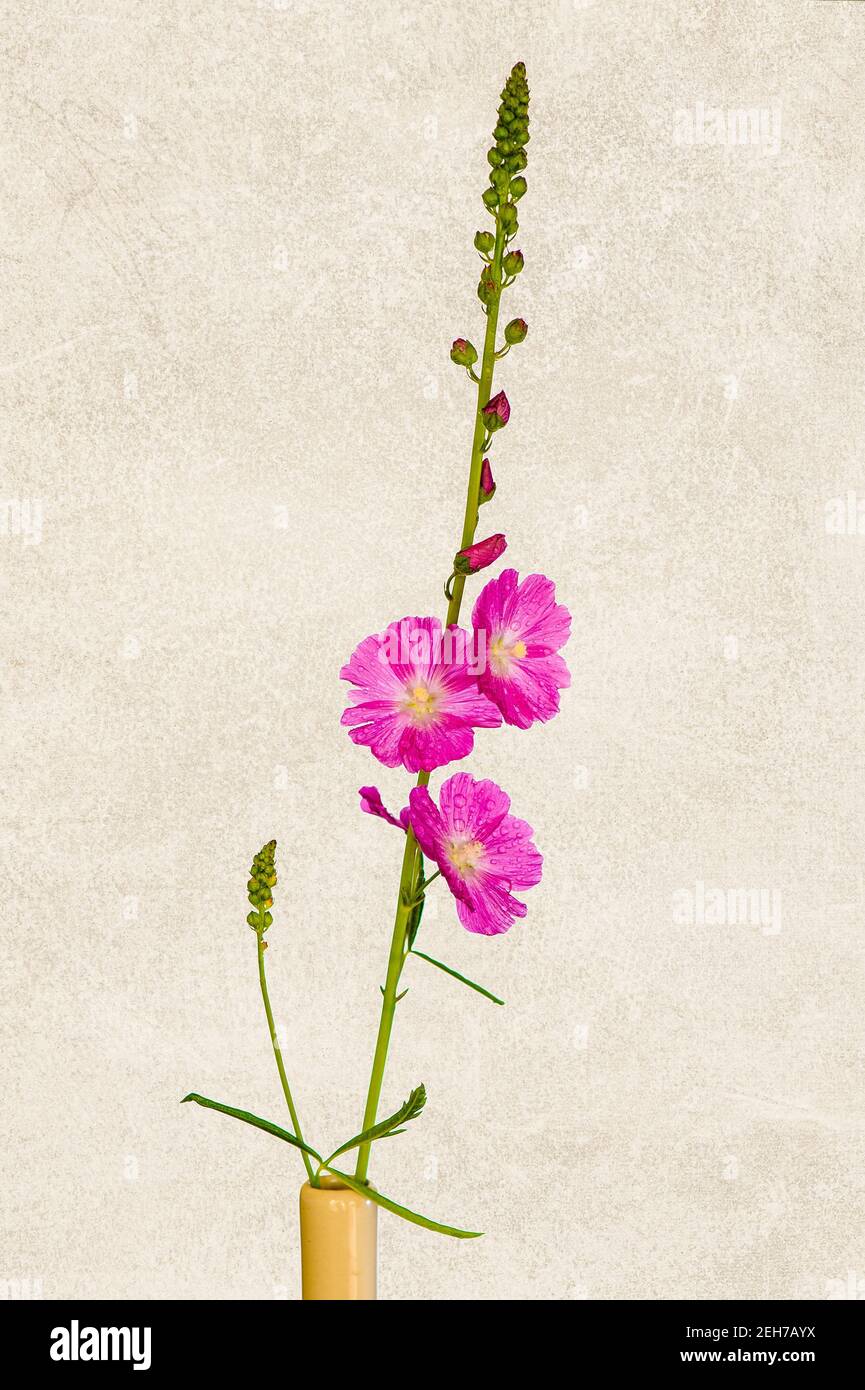 Sidalcea is a member of the Malvaceae family an is also known as Prairie Mallow.  With textured background added. Stock Photo