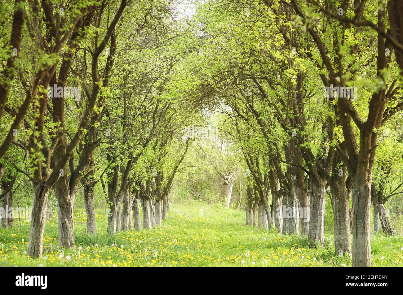 Park with green trees and grass during the daytime Stock Photo - Alamy