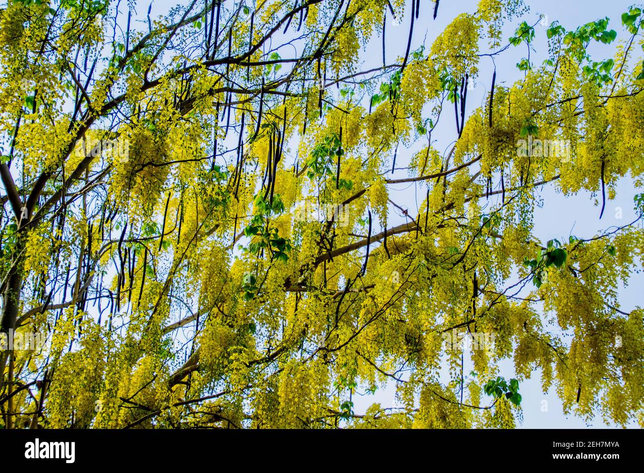 Yellow flowers hanging from tree Stock Photo Alamy