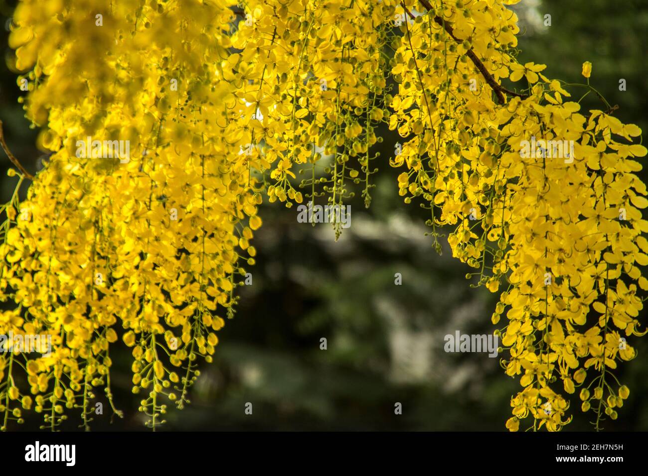 Yellow flowers hanging from tree Stock Photo