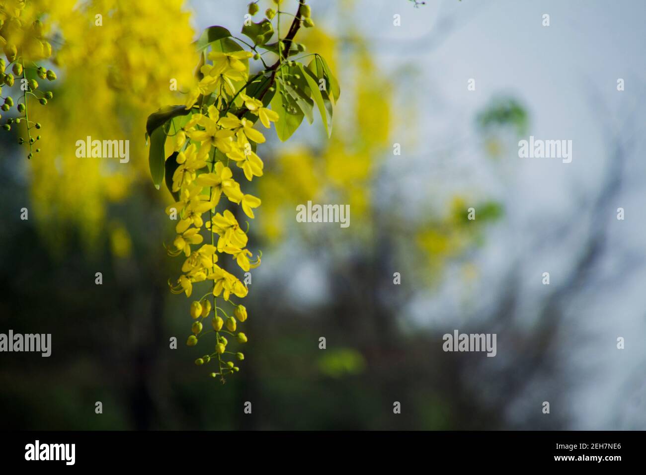 Yellow flowers hanging from tree Stock Photo Alamy