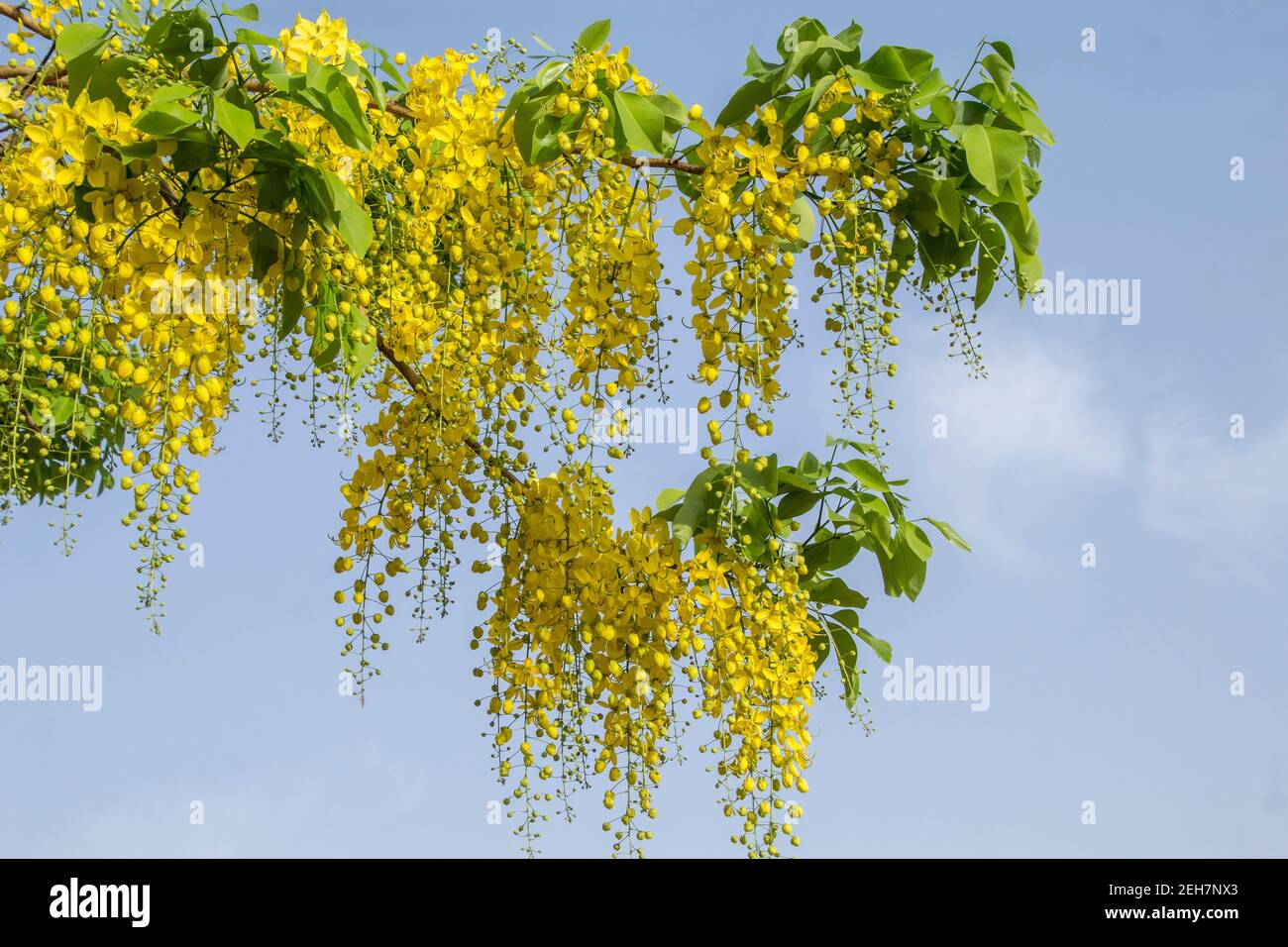 Yellow flowers hanging from tree Stock Photo Alamy